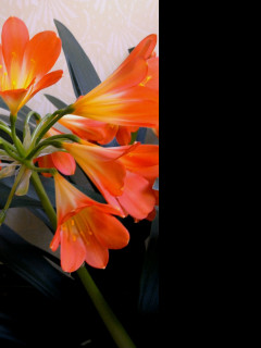 Tapeta clivia_miniata