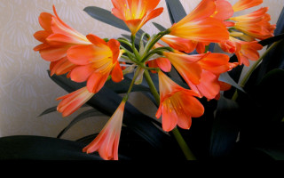 Tapeta clivia_miniata