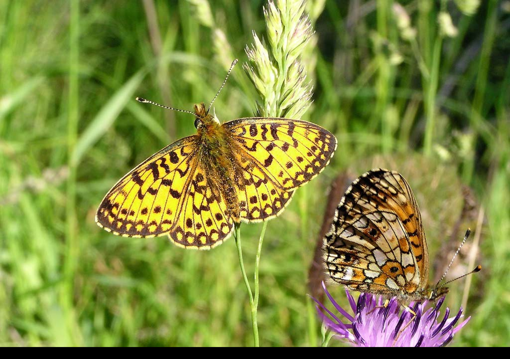 Tapeta clossianaselene