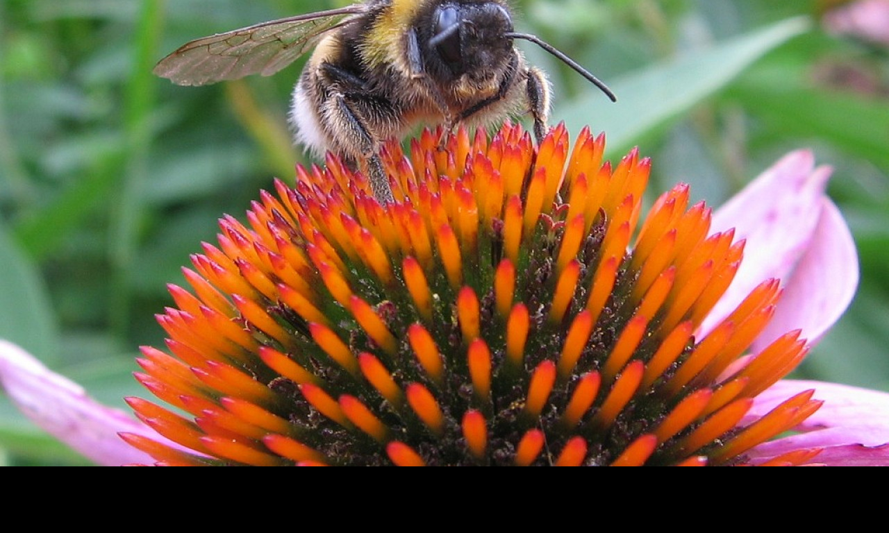 Tapeta cmelda