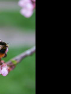 Tapeta cmelda1