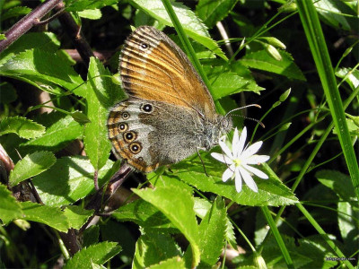 Tapeta: Coenonympha arcania