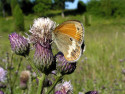 Tapeta Coenonympha arcania2