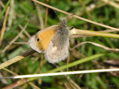 Tapeta: Coenonympha pamphilus