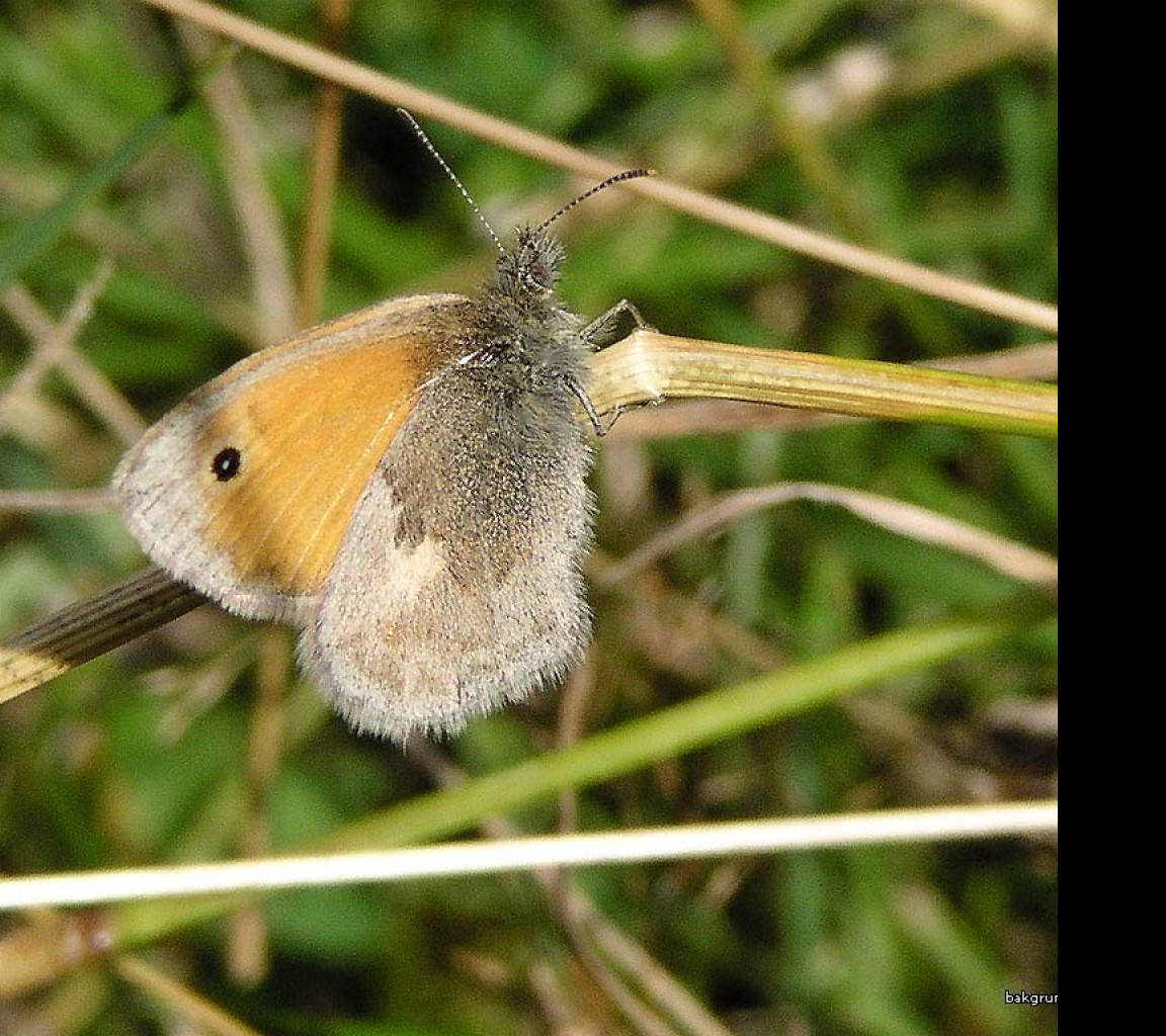 Tapeta coenonymphapamphilus