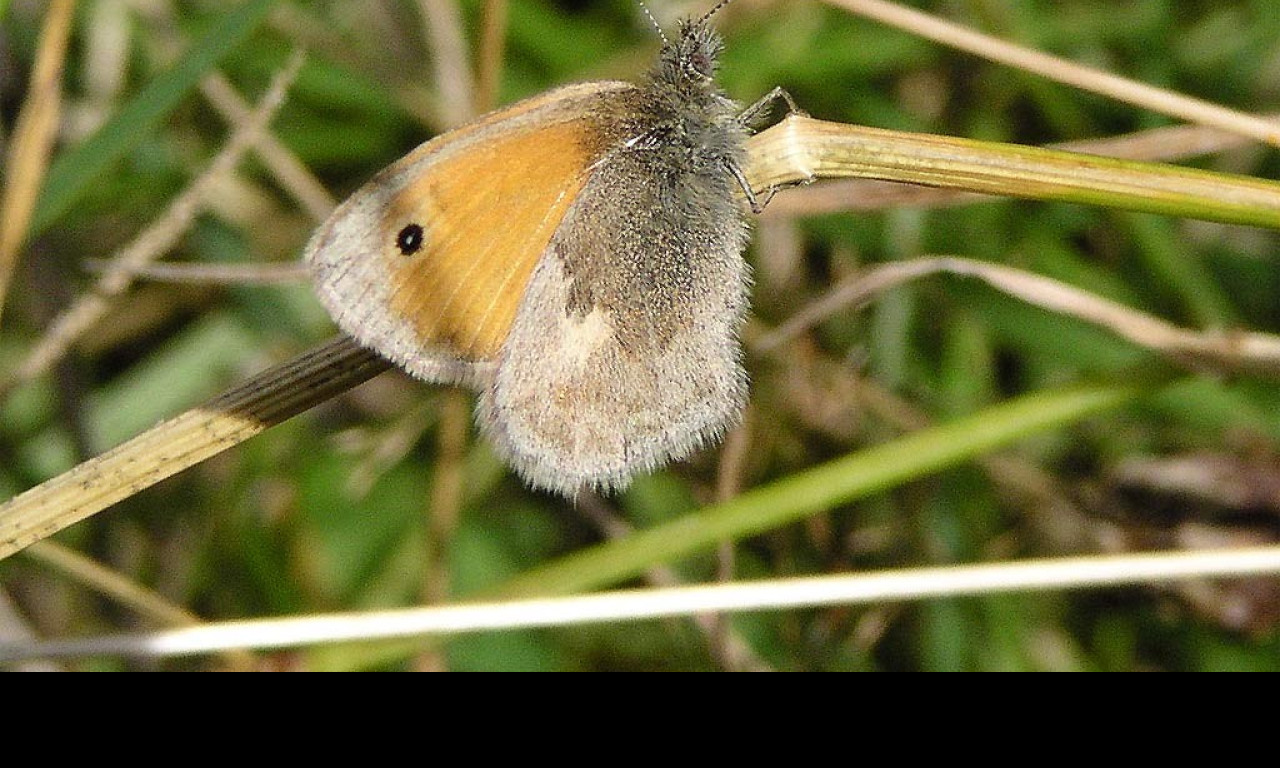 Tapeta coenonymphapamphilus
