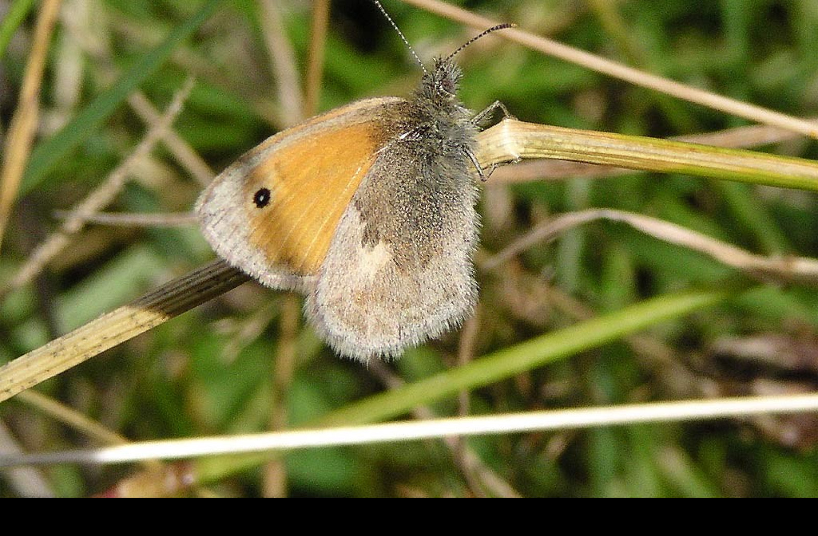 Tapeta coenonymphapamphilus