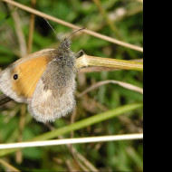 Tapeta coenonymphapamphilus