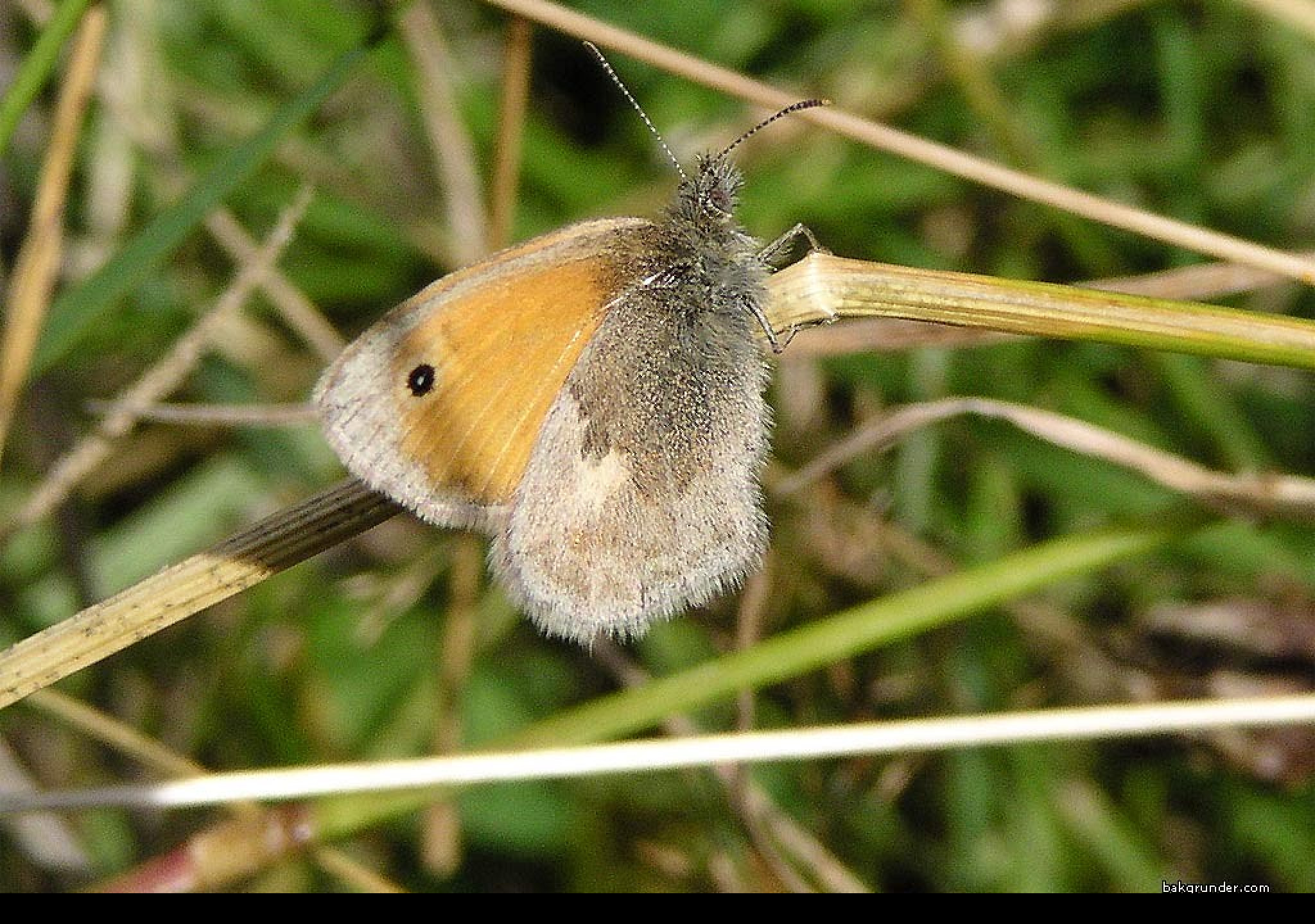 Tapeta coenonymphapamphilus