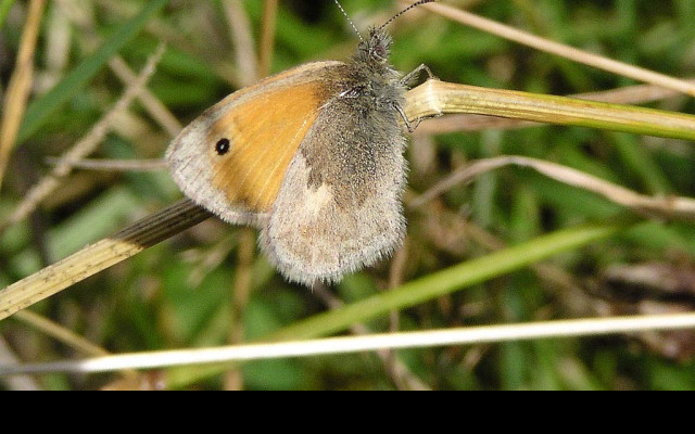 Tapeta coenonymphapamphilus