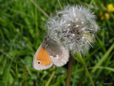 Tapeta: Coenonympha pamphilus 2