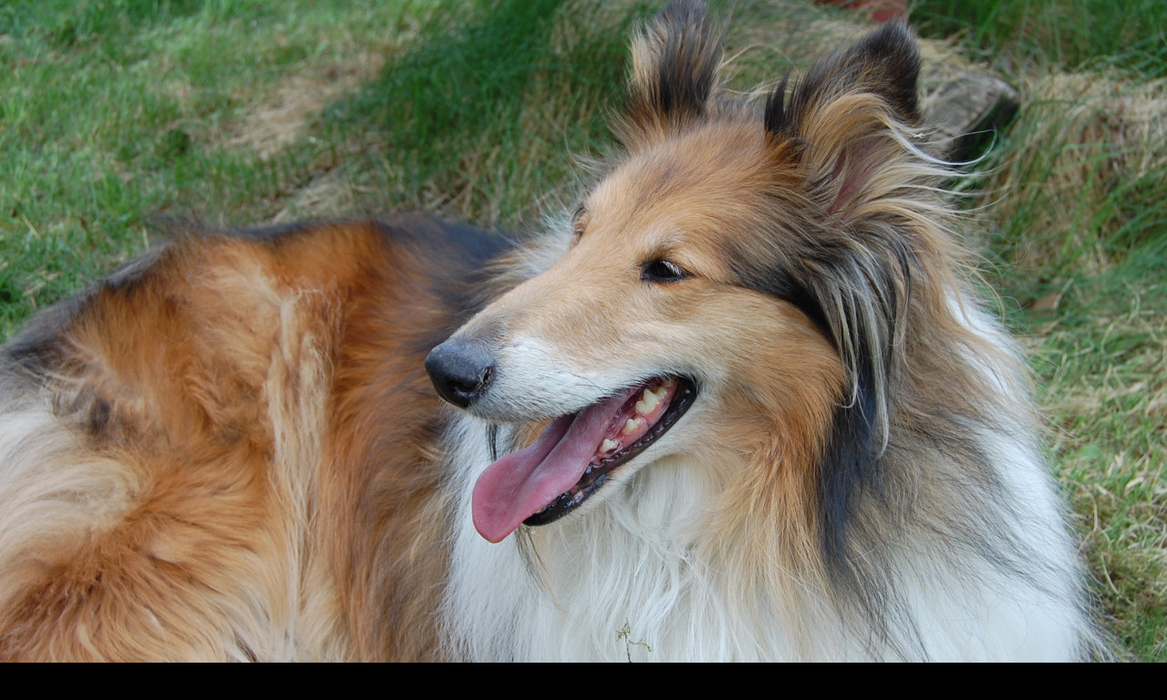 Tapeta collie_padysek