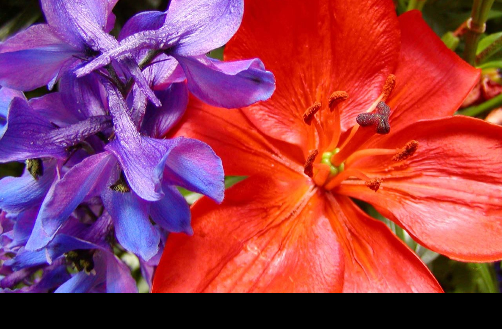 Tapeta complimentingcolours