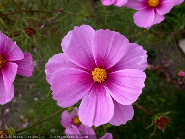 Tapeta cosmos