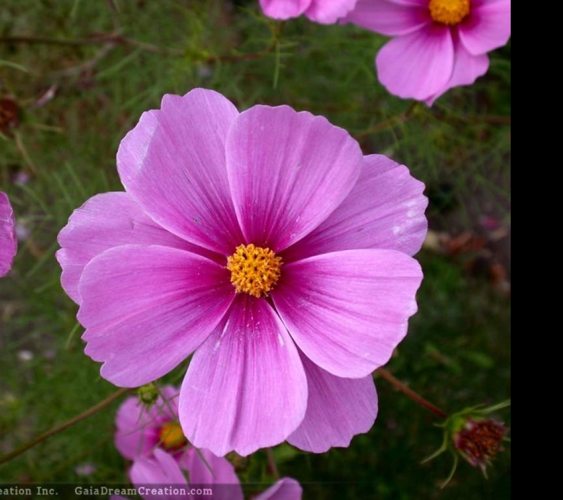 Tapeta cosmos