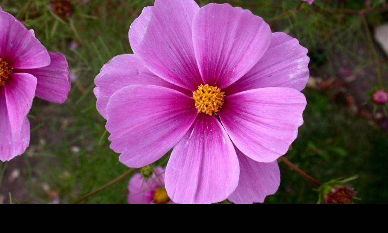 Tapeta cosmos