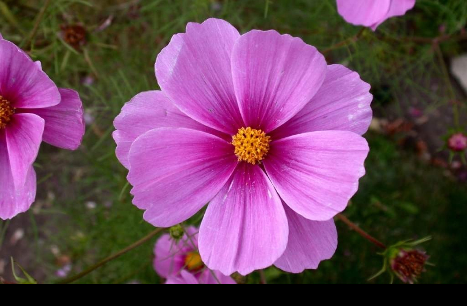 Tapeta cosmos