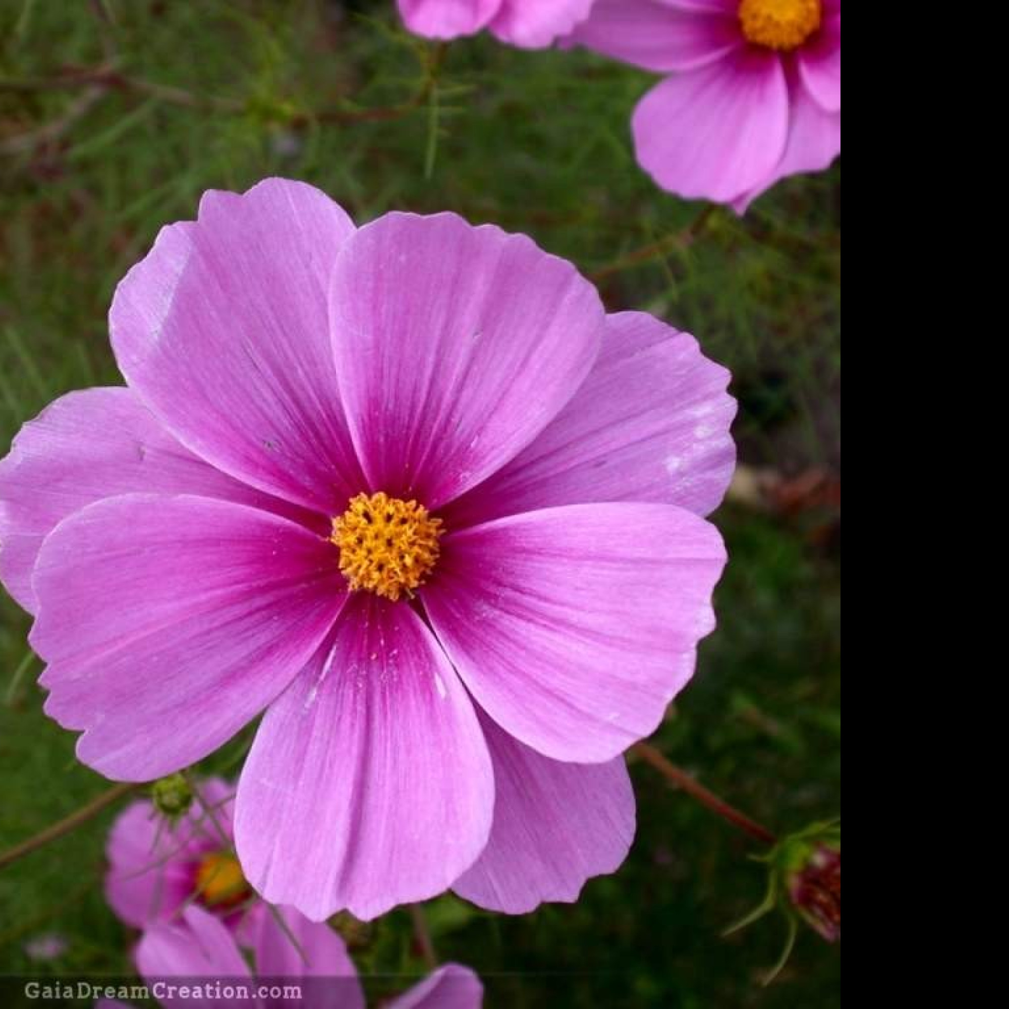 Tapeta cosmos