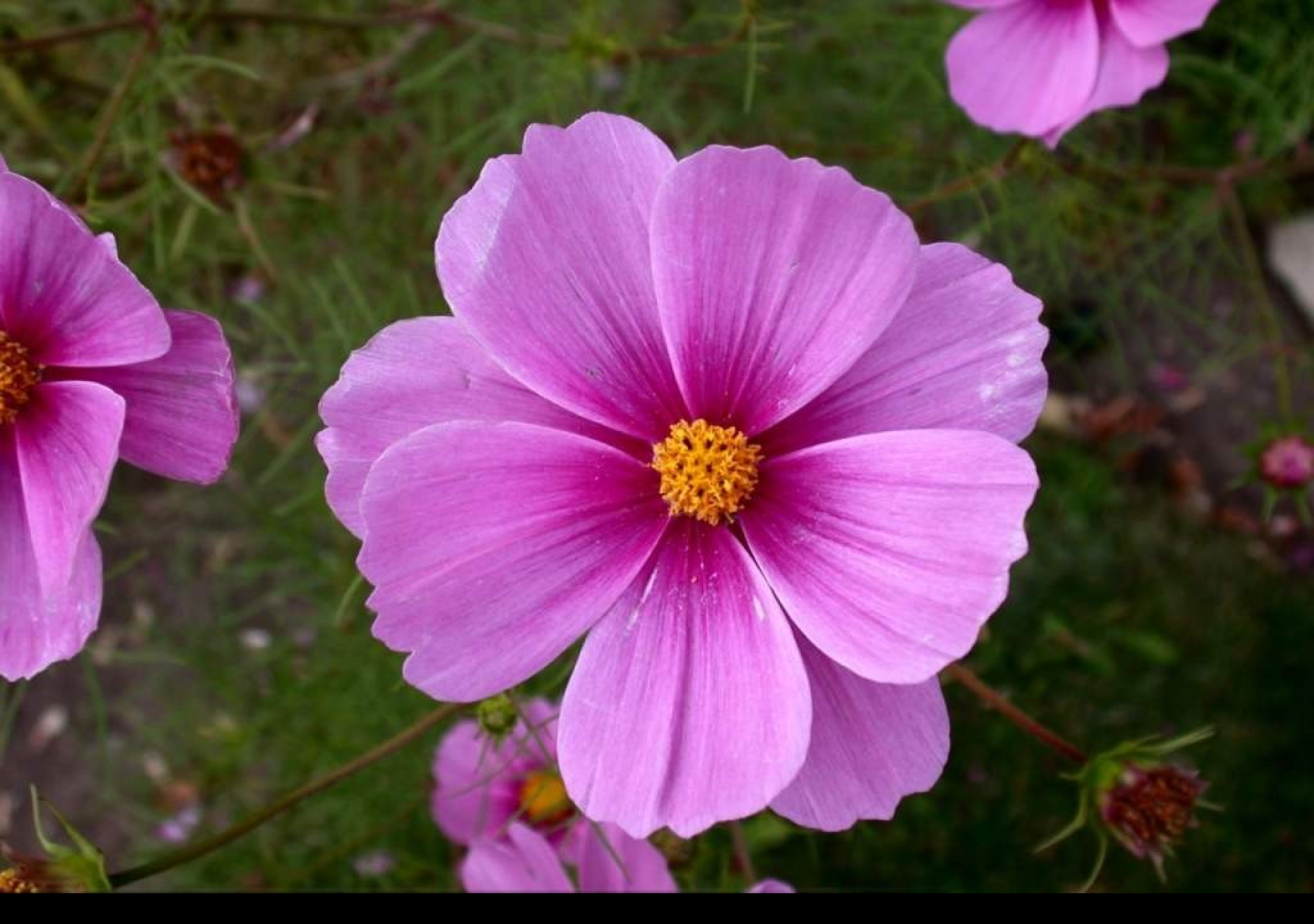 Tapeta cosmos