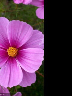Tapeta cosmos