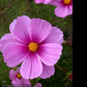 Tapeta cosmos