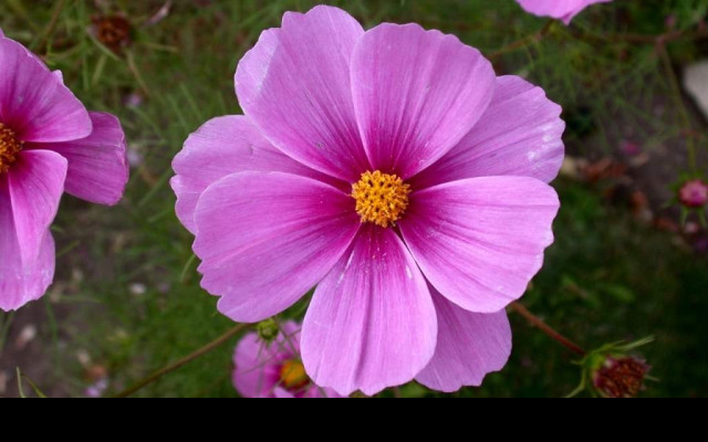 Tapeta cosmos