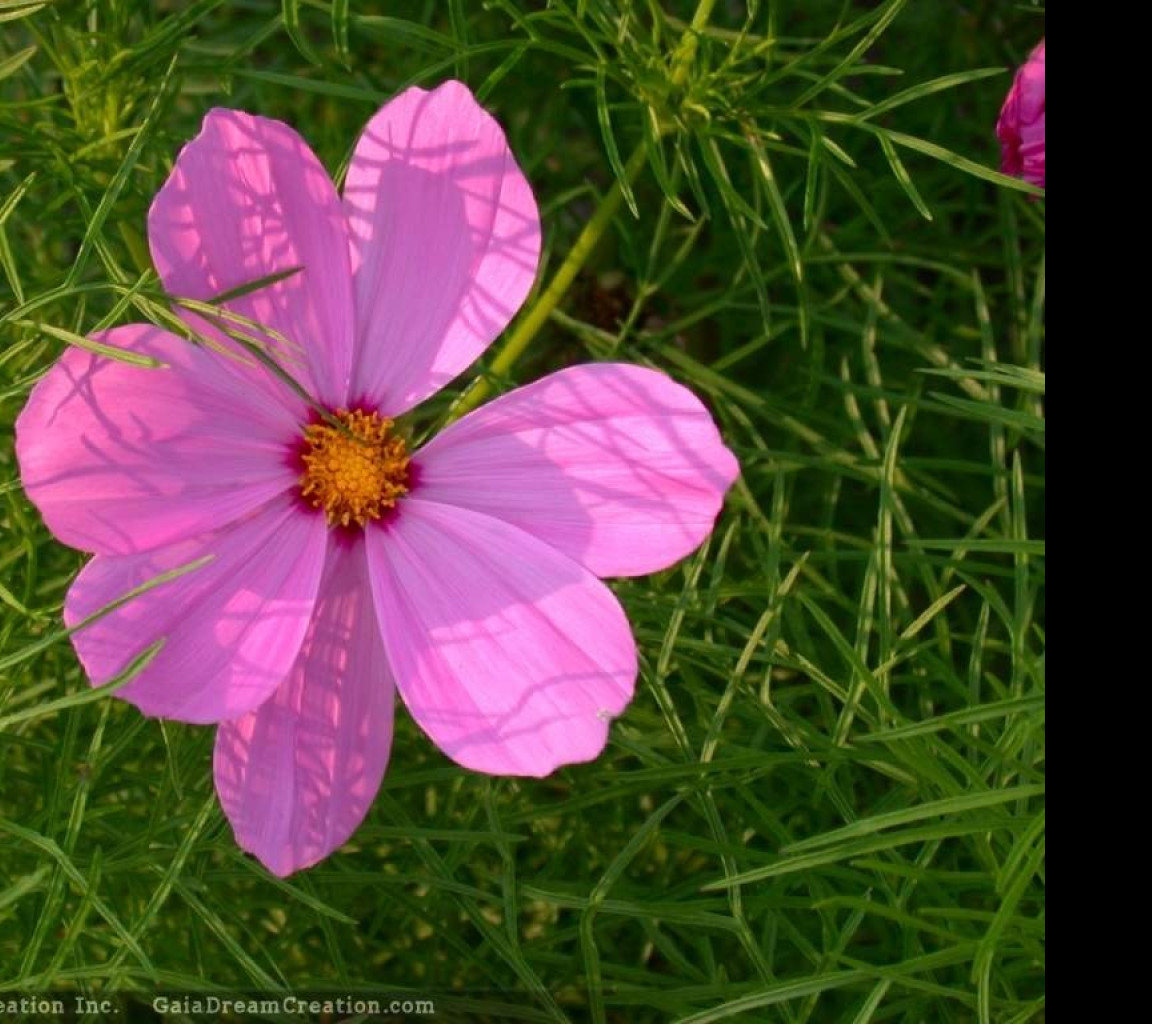 Tapeta cosmos2