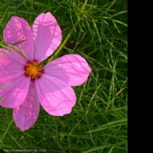 Tapeta cosmos2