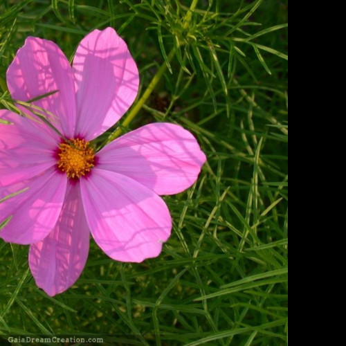 Tapeta cosmos2