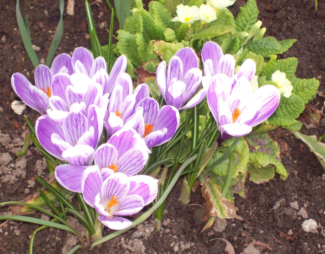 Tapeta crocusy_s_petrklicem