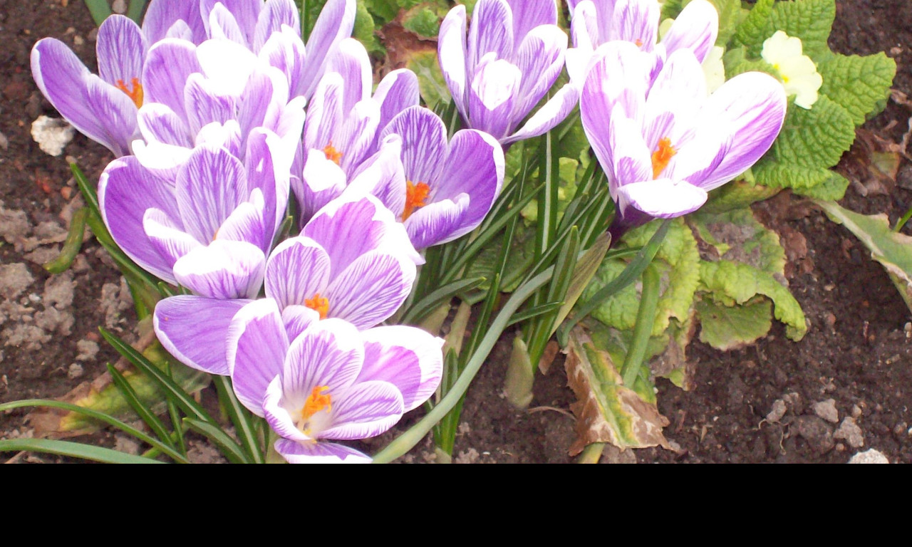 Tapeta crocusy_s_petrklicem