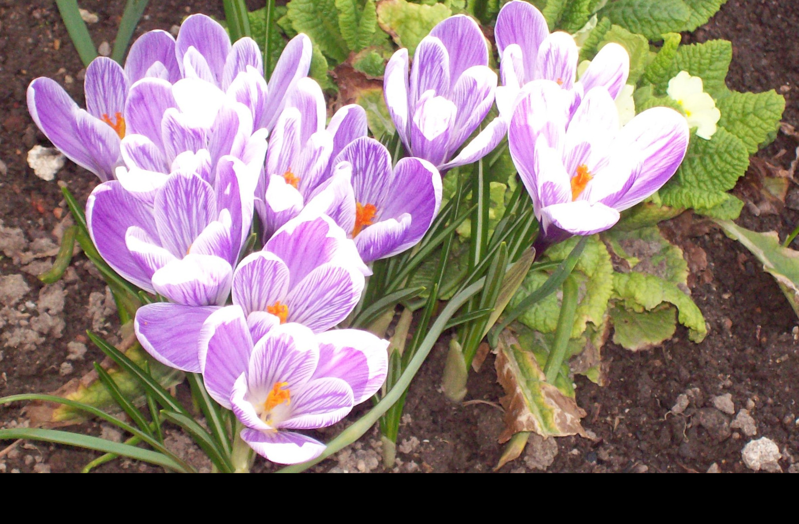 Tapeta crocusy_s_petrklicem