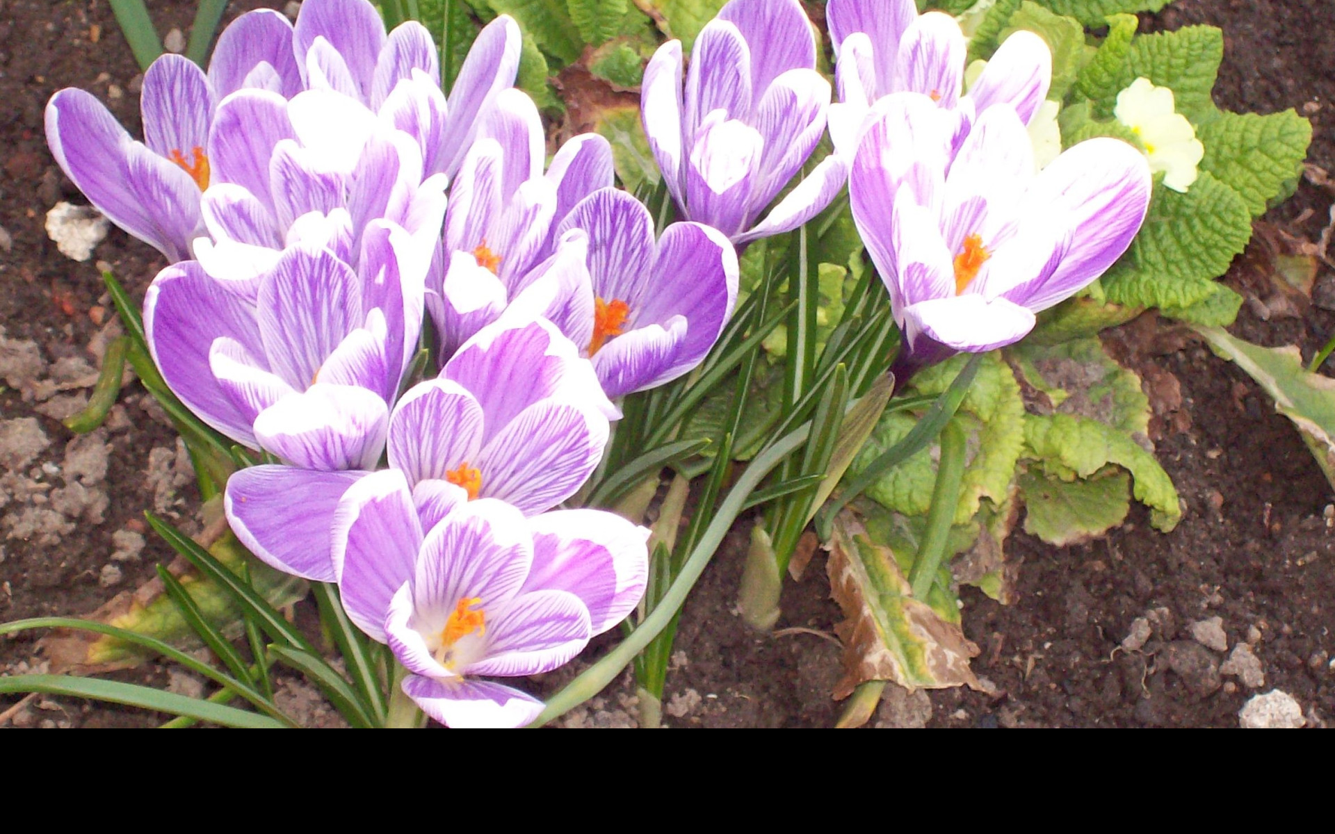 Tapeta crocusy_s_petrklicem