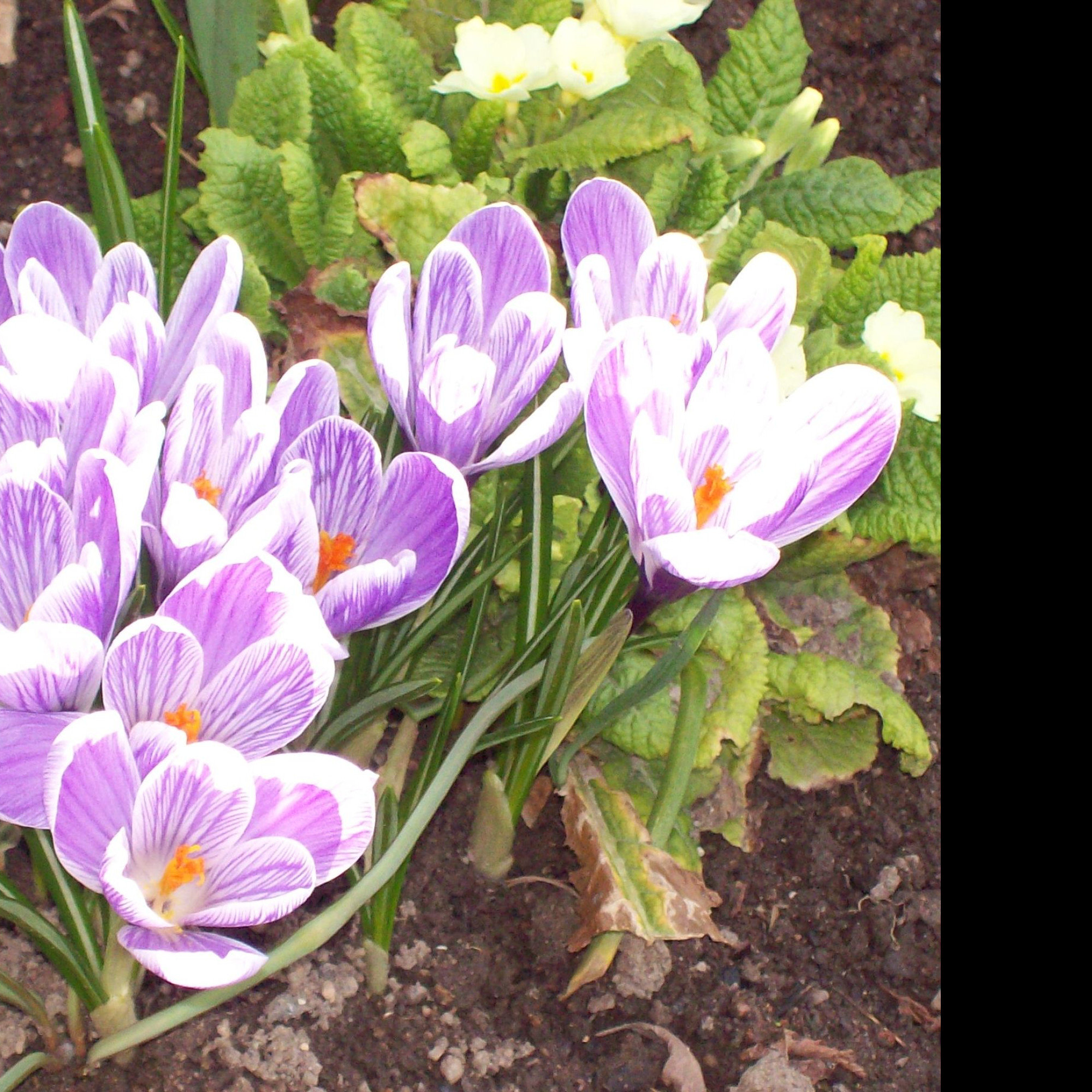 Tapeta crocusy_s_petrklicem