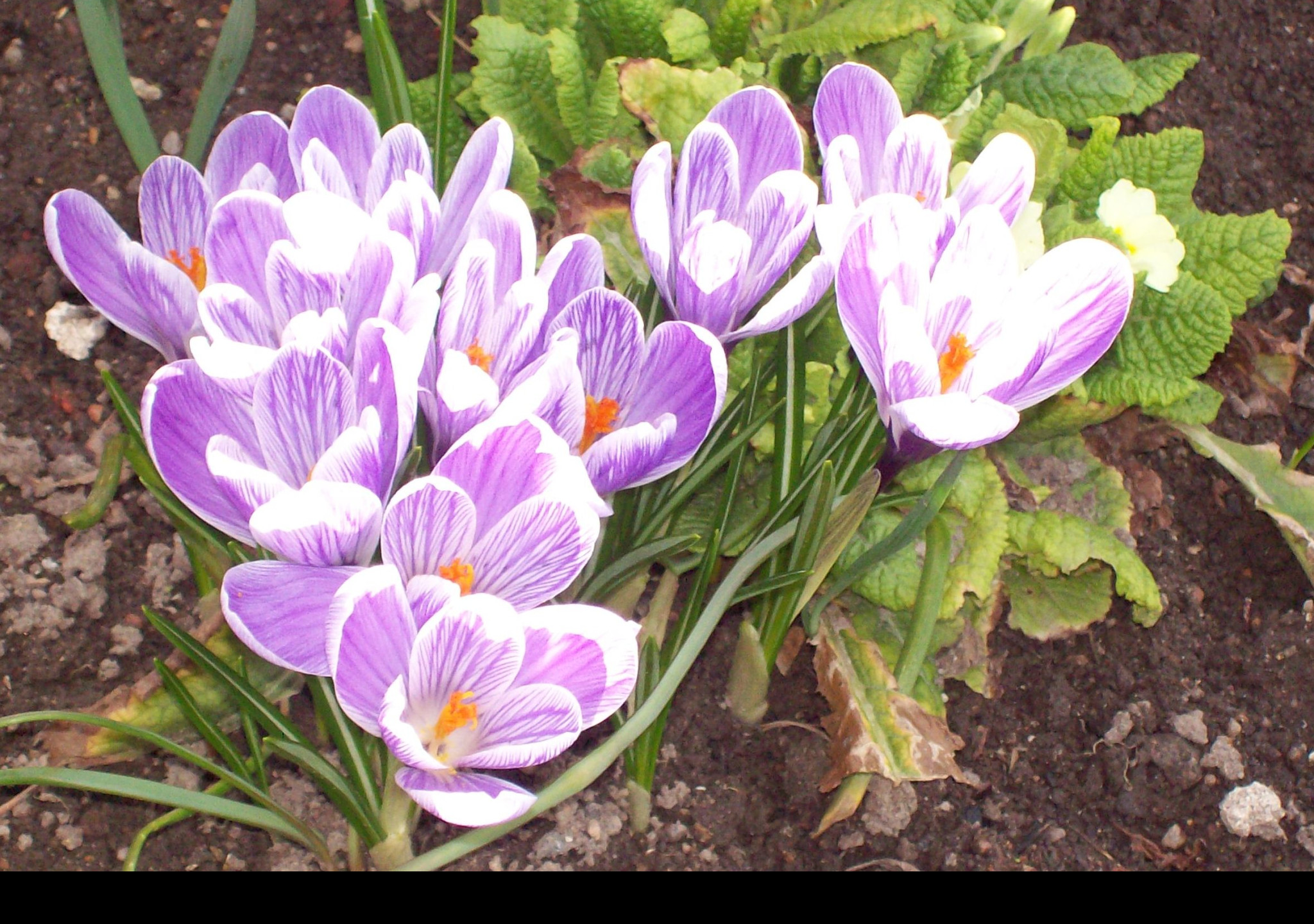 Tapeta crocusy_s_petrklicem