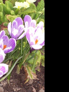 Tapeta crocusy_s_petrklicem