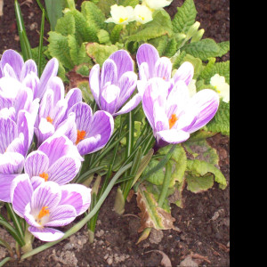 Tapeta crocusy_s_petrklicem