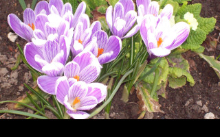 Tapeta crocusy_s_petrklicem