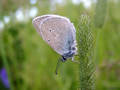 Tapeta: Cyaniris semiargus