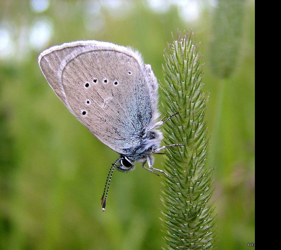 Tapeta cyanirissemiargus