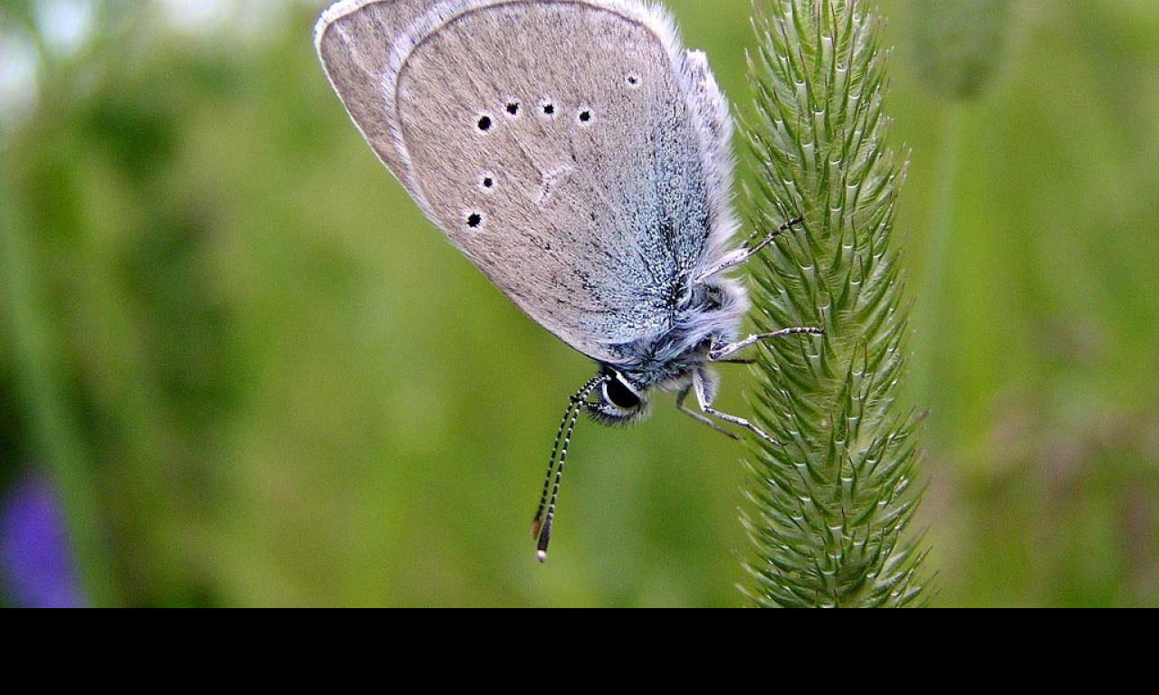 Tapeta cyanirissemiargus