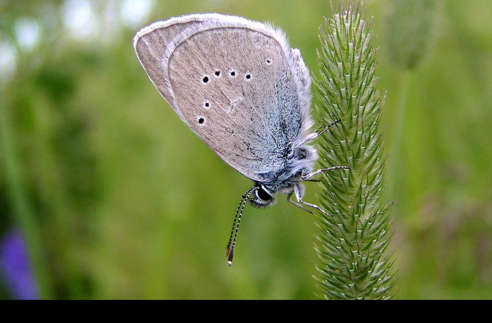 Tapeta cyanirissemiargus