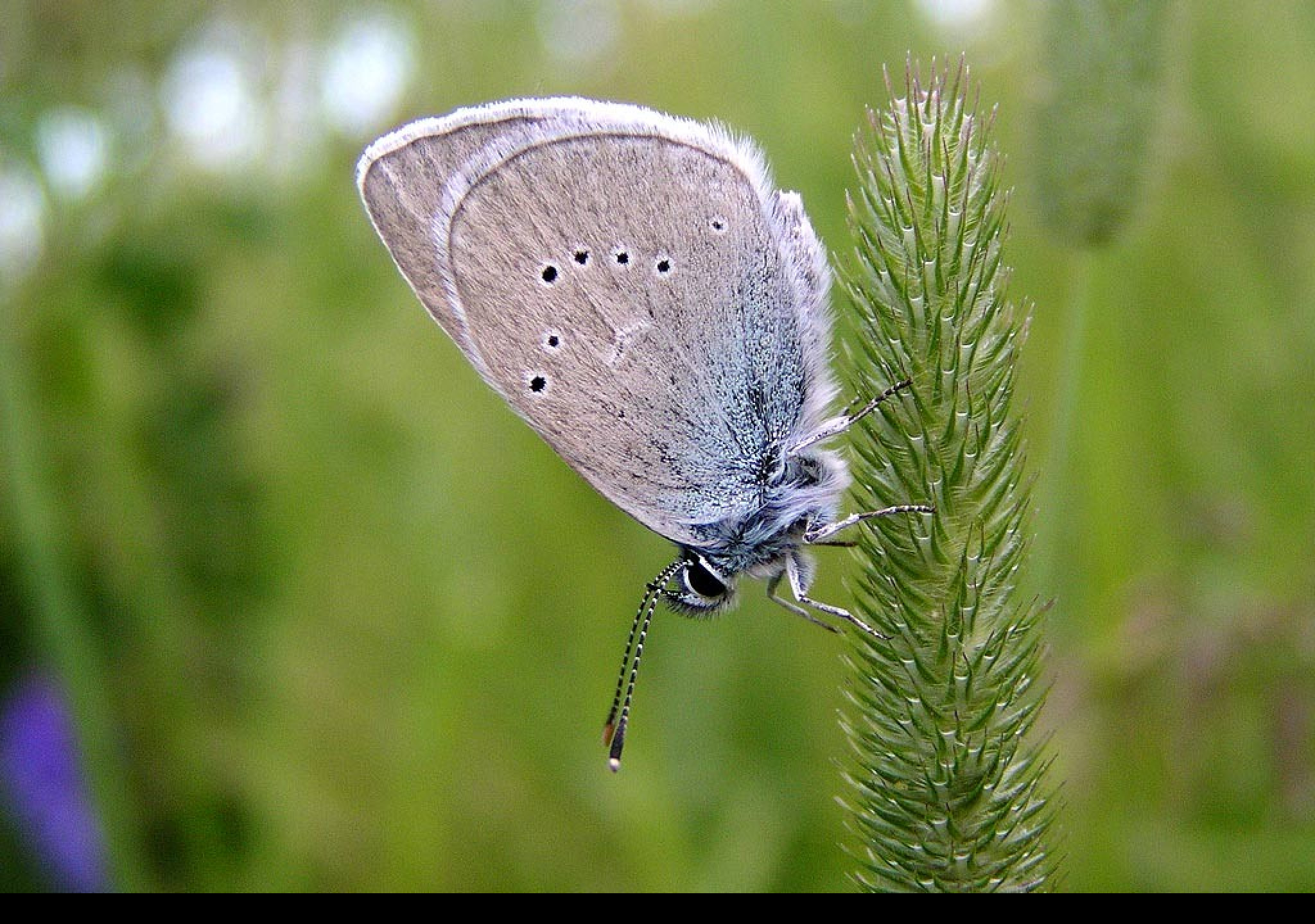 Tapeta cyanirissemiargus
