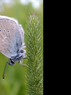 Tapeta cyanirissemiargus