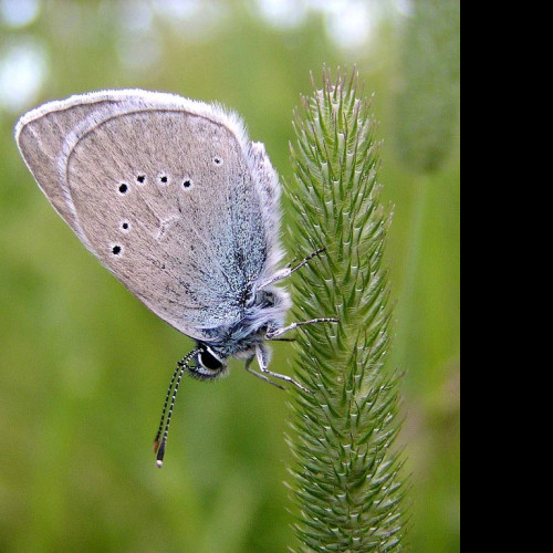 Tapeta cyanirissemiargus