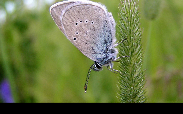 Tapeta cyanirissemiargus