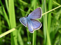 Tapeta Cyaniris semiargus 2