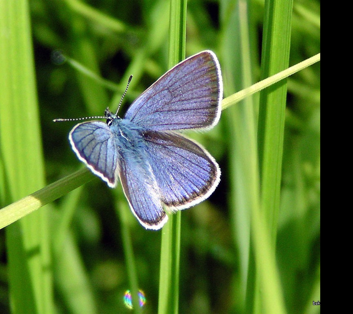 Tapeta cyanirissemiargus2