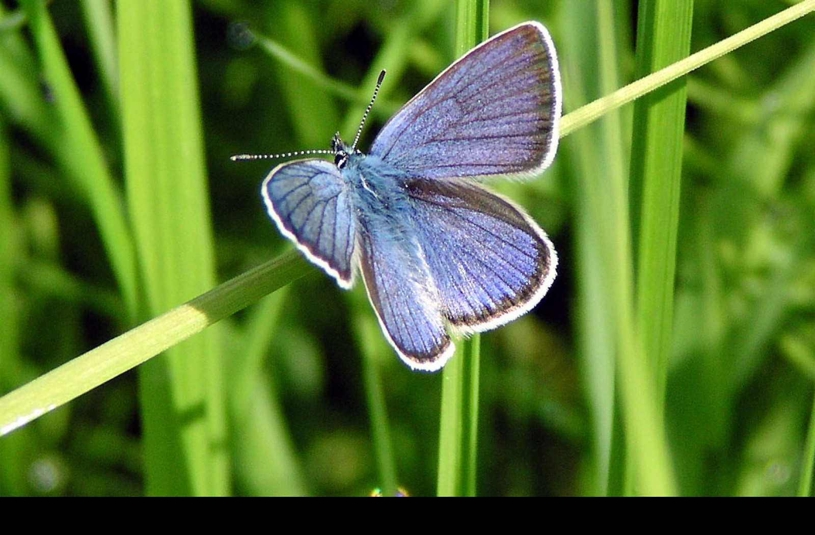 Tapeta cyanirissemiargus2