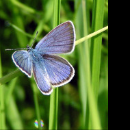 Tapeta cyanirissemiargus2